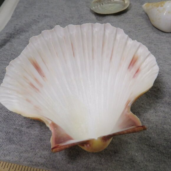 Real Sea Shells Vintage (2) Sandcastles Mr. Sandman OVER 5 POUNDS - Picture 7 of 14